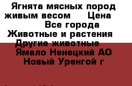 Ягнята мясных пород живым весом.  › Цена ­ 125 - Все города Животные и растения » Другие животные   . Ямало-Ненецкий АО,Новый Уренгой г.